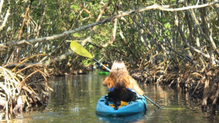 A beginner paddler navigating a blue kayak through the narrow Lido Key mangrove tunnels.