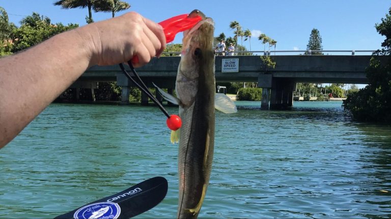 Angler holding a snook with red fish grips while kayak fishing near a Sarasota bridge.