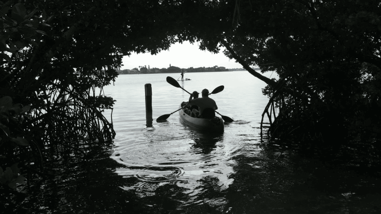Two paddlers wearing hats and sun-protective clothing in a tandem kayak exiting a shaded mangrove tunnel onto Sarasota Bay.