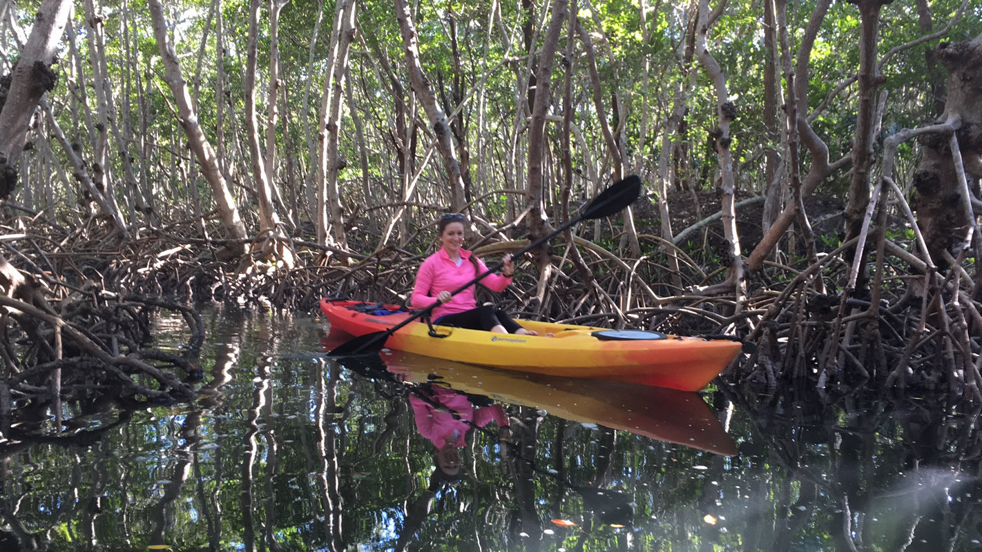 What Are The Florida Mangroves Paradise Adventures Kayaking