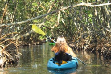 A beginner paddler navigating a blue kayak through the narrow Lido Key mangrove tunnels.