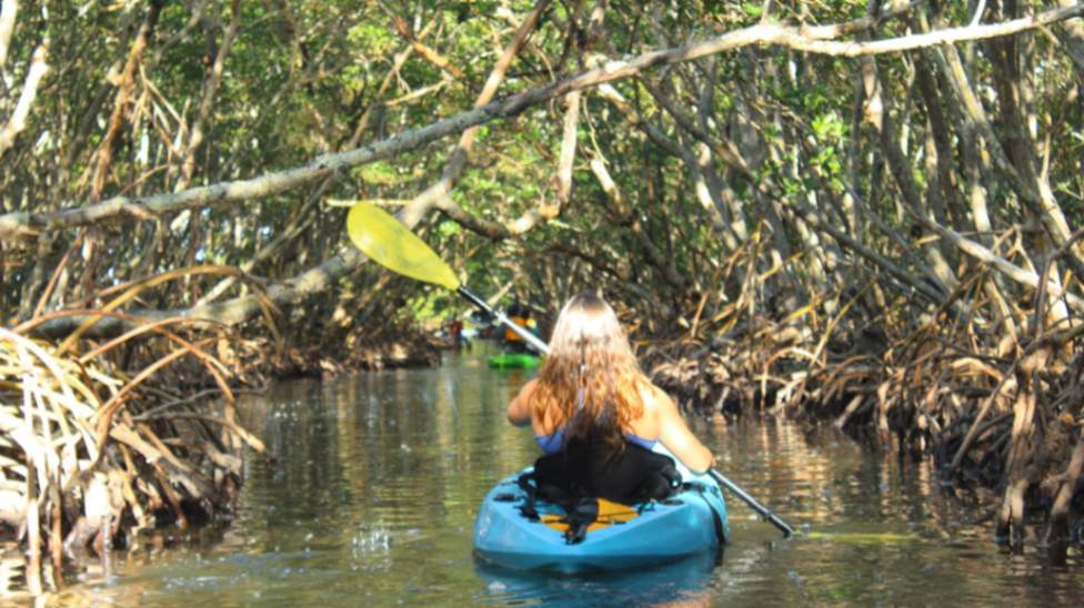 A beginner paddler navigating a blue kayak through the narrow Lido Key mangrove tunnels.
