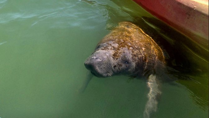 A close-up of a Florida manatee's head surfacing in green water next to the bow of an orange kayak during an eco-tour in Sarasota.