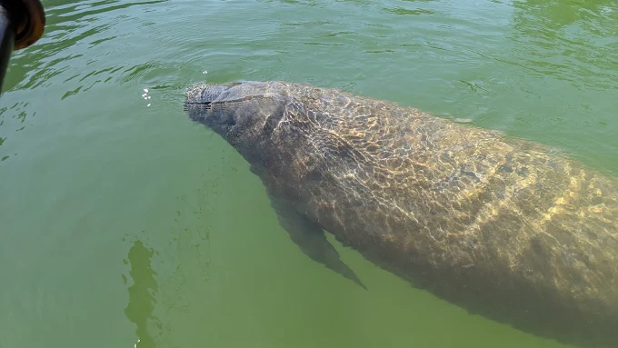 A large West Indian manatee swimming just below the surface of clear green water right next to a kayak during a Lido Key rental adventure in Sarasota.