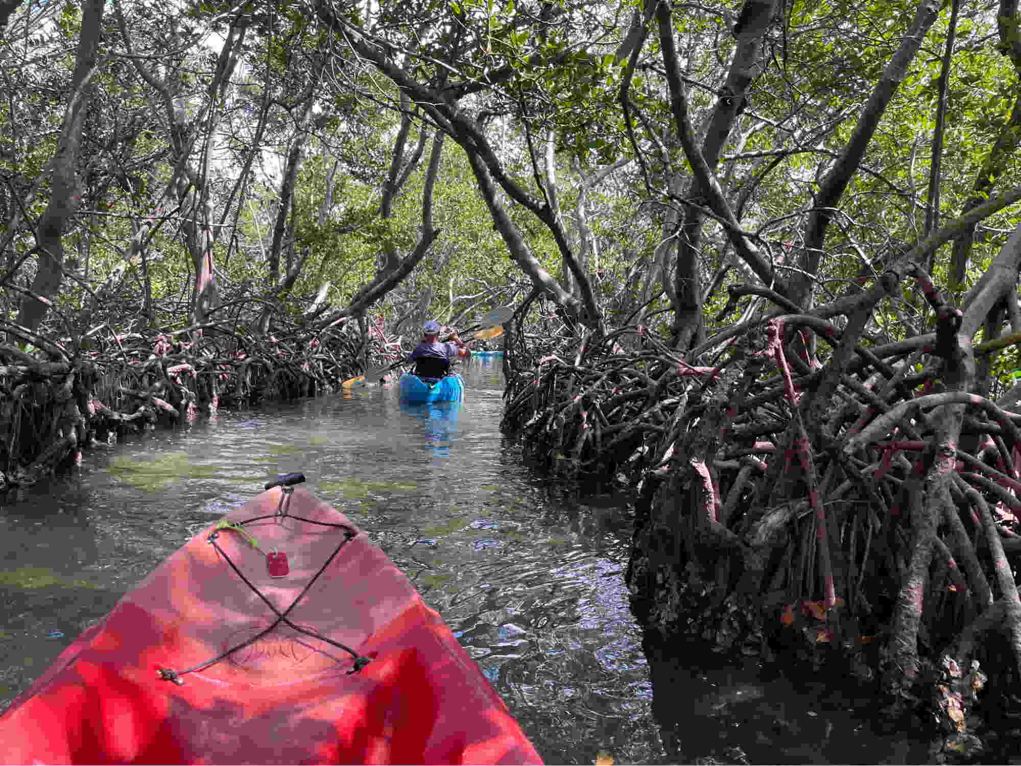 First-person point-of-view from a red kayak navigating through the intricate red mangrove roots in Sarasota.