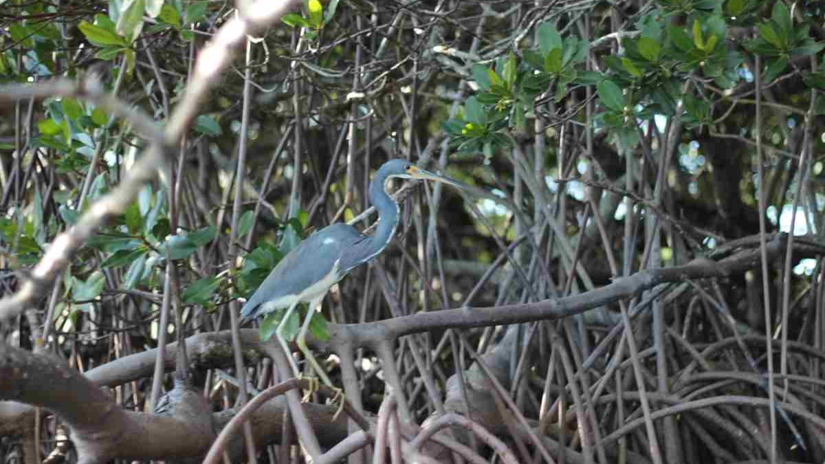 A blue heron perched among the tangled branches and roots of a red mangrove tree canopy during a Sarasota Bay wildlife kayak tour.