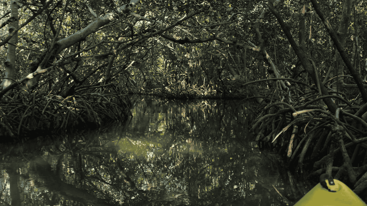 kayakers paddling through the natural shade of the green mangrove tunnels at Ted Sperling Park in Sarasota, Florida.