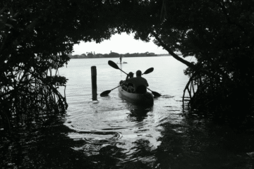Two paddlers wearing hats and sun-protective clothing in a tandem kayak exiting a shaded mangrove tunnel onto Sarasota Bay.